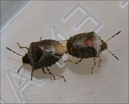 Stagonomus venustissimus