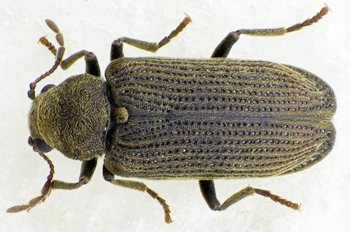 Réf. 119 494 : Grynobius planus