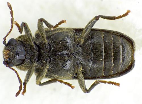 Réf. 119 495 : Grynobius planus