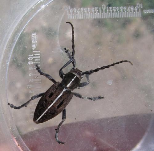 Dorcadion quadrimaculatum