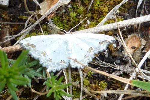 Réf. 119 532 : Scopula ornata