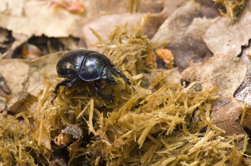 Anoplotrupes stercorosus