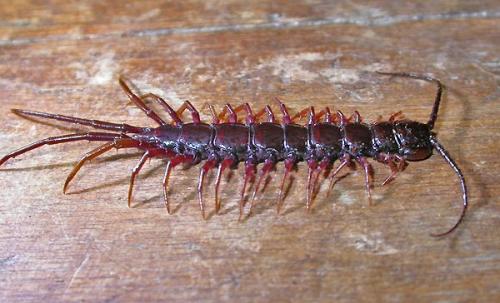 Réf. 119 612 : Lithobius pilicornis