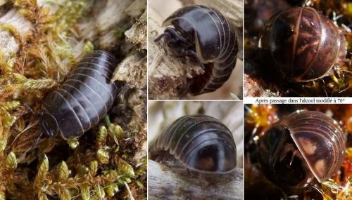 Glomeris intermedia