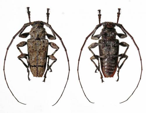 Réf. 119 988 : Oreodera glauca glauca