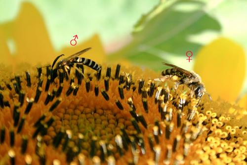 Réf. 119 580 : Halictus scabiosae
