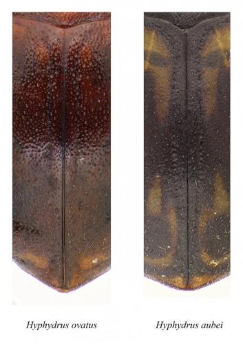 Réf. 119 118 : Hyphydrus sp.