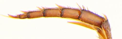 Hyphydrus aubei