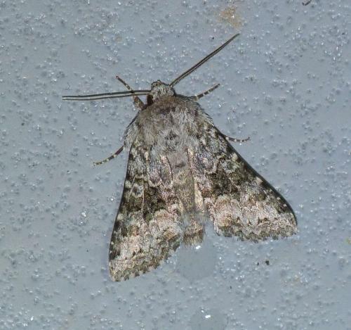 Réf. 119 368 : Hecatera bicolorata