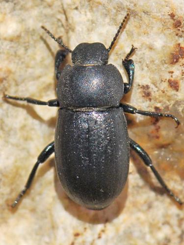 Réf. 119 885 : Phylan intermedius
