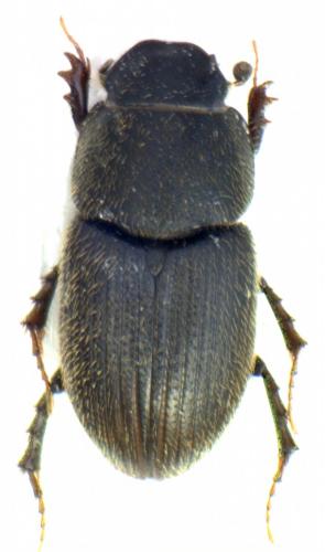 Trichonotulus scrofa