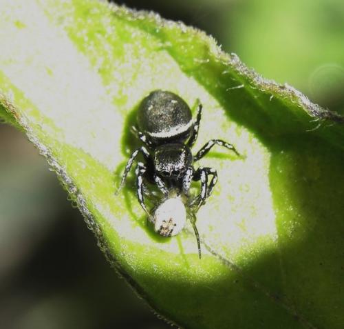 Heliophanus kochii