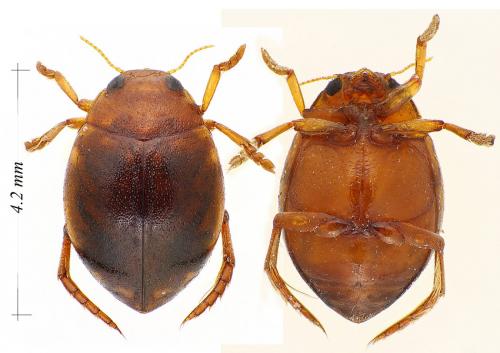 Réf. 119 123 : Hyphydrus ovatus
