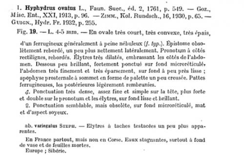 Réf. 119 122 : Hyphydrus ovatus