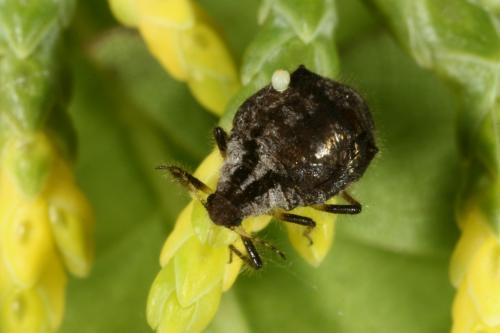 Cinara cupressi