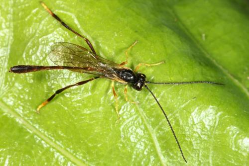 Réf. 119 400 : Agrypon sp.