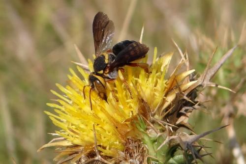 Réf. 119 481 : Rhodanthidium infuscatum