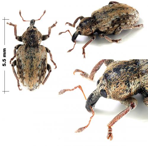 Hypera plantaginis