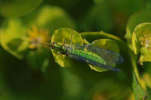 Hypochrysa elegans