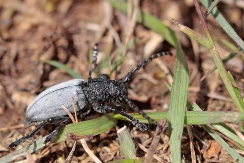 Réf. 119 720 : Iberodorcadion fuliginator