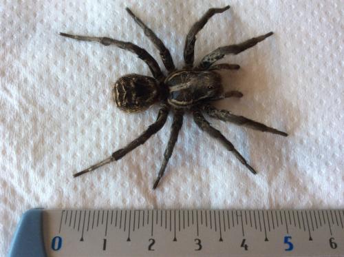 Lycosa sp.