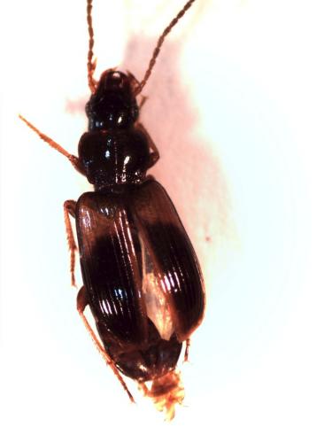 Acupalpus meridianus