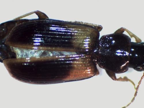 Acupalpus meridianus