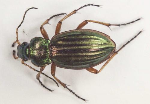 Carabus auratus