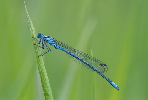 Réf. 119 021 : Coenagrion puella