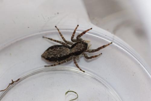 Menemerus sp.