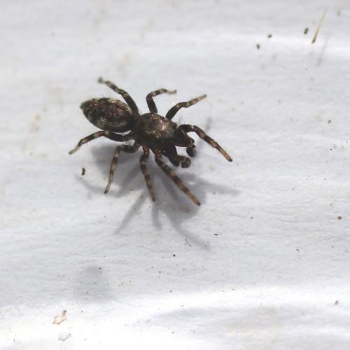 Réf. 119 353 : Salticus zebraneus