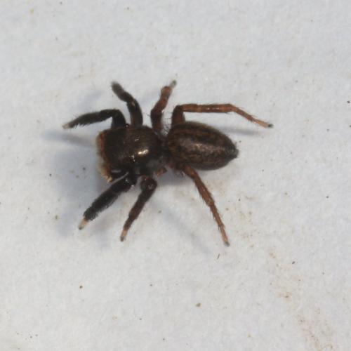 Réf. 119 407 : Euophrys frontalis