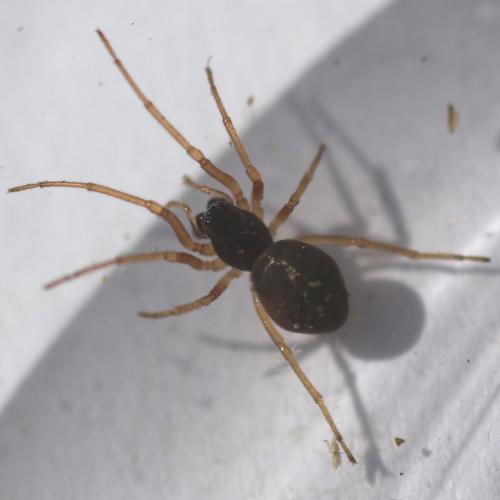 Réf. 119 479 : Pachygnatha degeeri