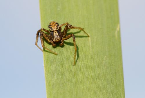 Xysticus sp.