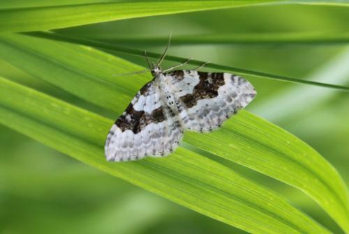 Réf. 119 437 : Xanthorhoe montanata