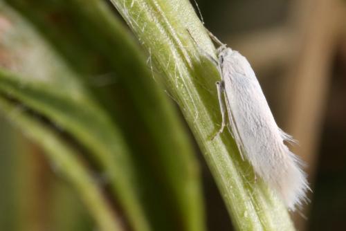 Elachista argentella