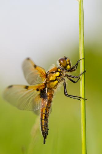Réf. 119 024 : Libellula quadrimaculata