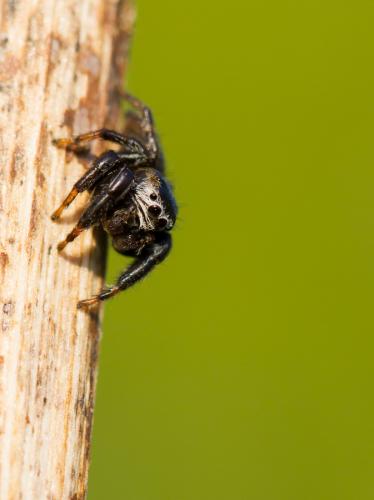 Evarcha arcuata