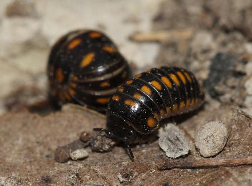Glomeris guttata