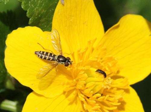 Sphaerophoria sp.