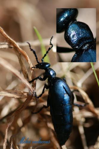 Meloe violaceus