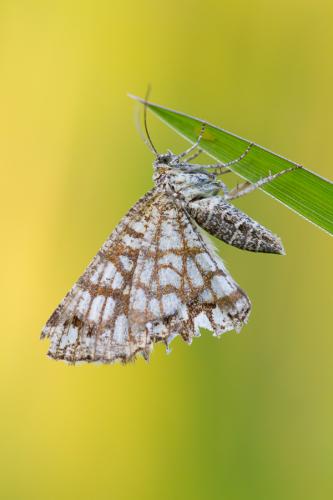 Chiasmia clathrata