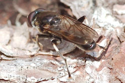 Xylota florum