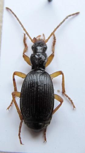 Réf. 119 074 : Aptinus pyrenaeus