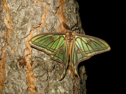 Actias isabellae