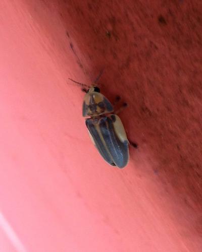 Aspisoma sp.