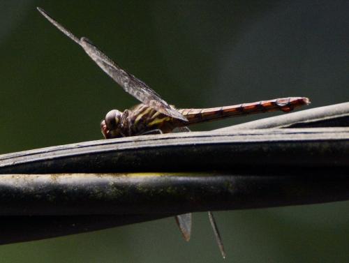 Orthemis biolleyi