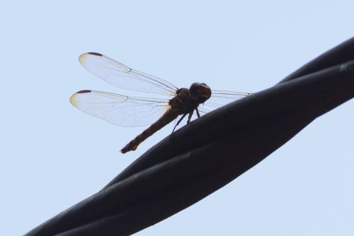 Réf. 119 009 : Orthemis biolleyi