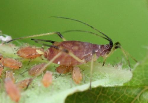 Macrosiphum rosae