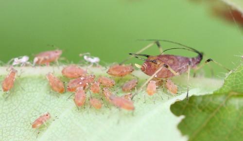 Réf. 119 371 : Macrosiphum rosae
